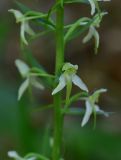Platanthera chlorantha
