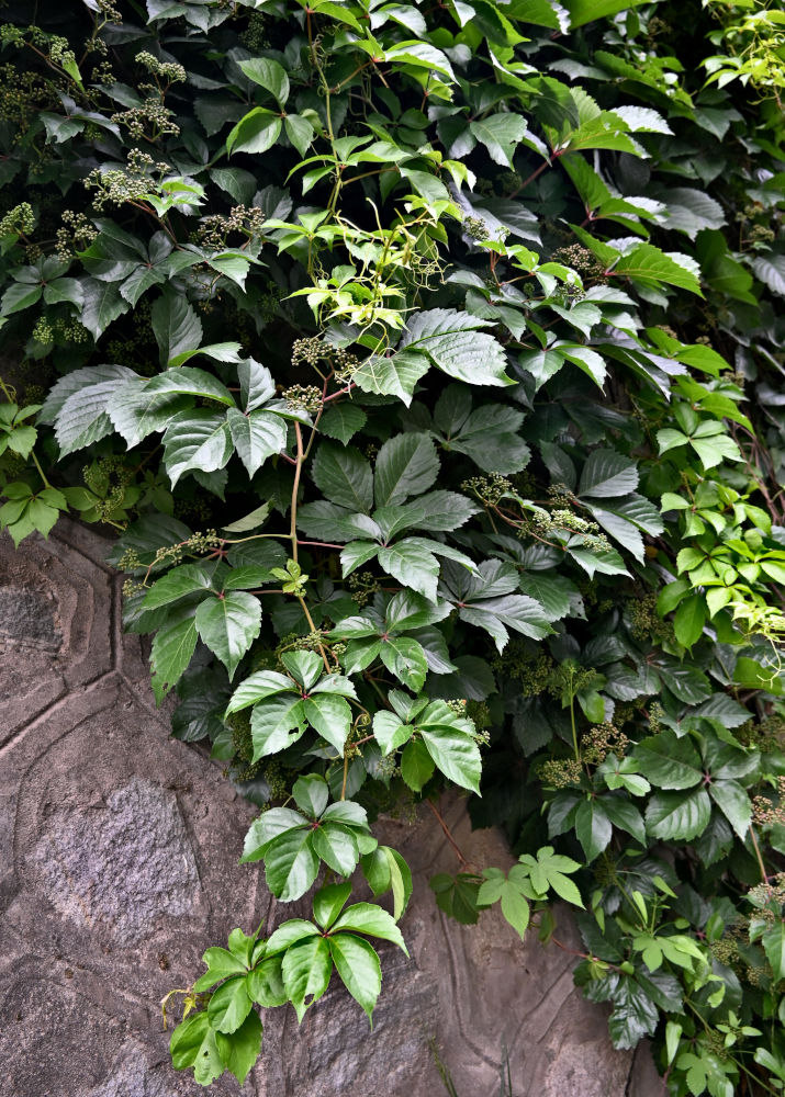 Изображение особи Parthenocissus quinquefolia.