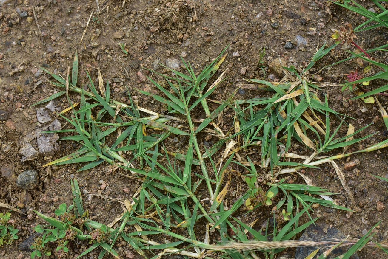 Изображение особи семейство Poaceae.