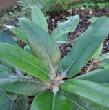Rhododendron yakushimanum. Верхушка побега. Московская обл., Щёлковский р-н, в культуре. 23.08.2026.