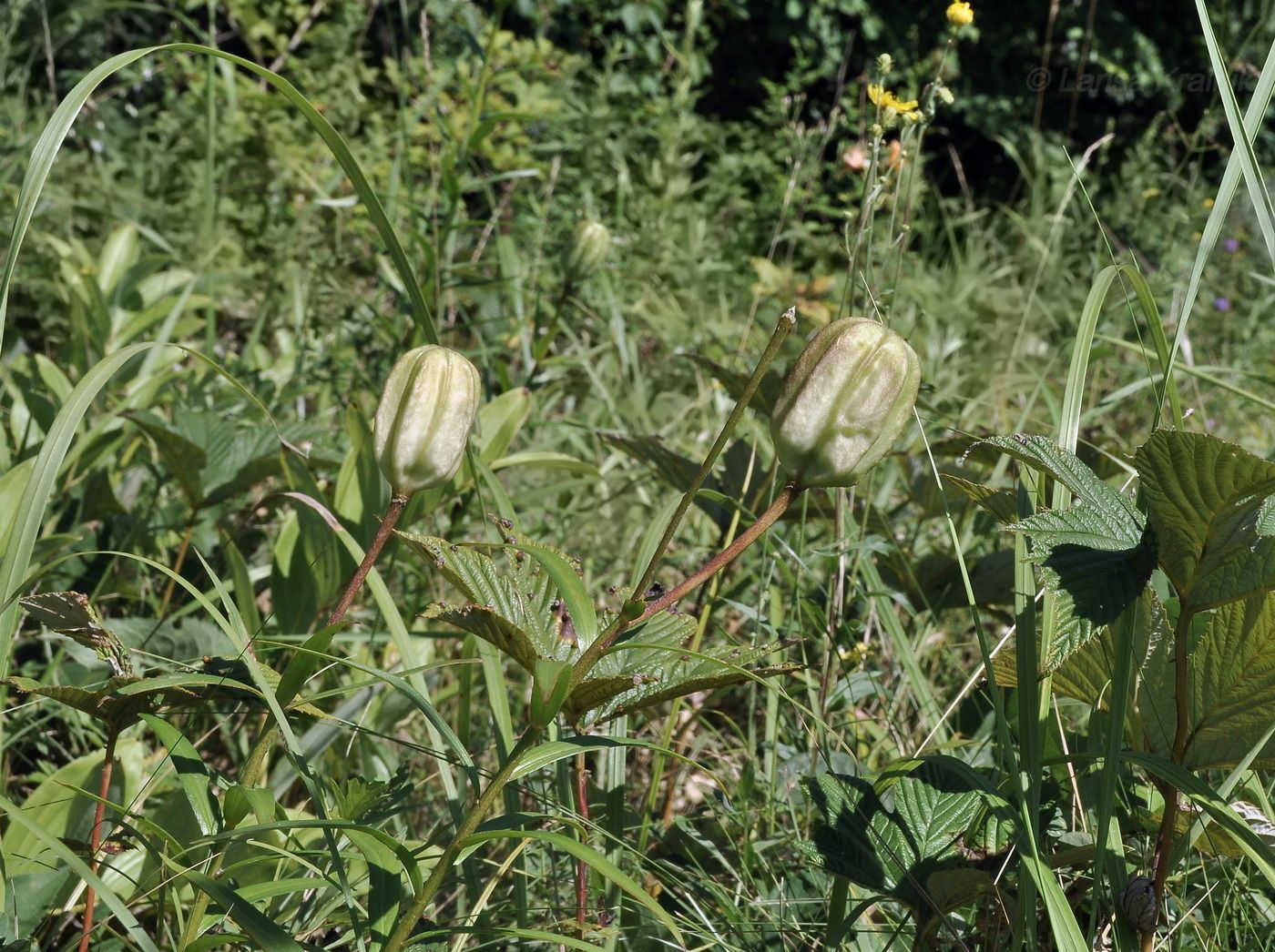 Изображение особи Lilium pensylvanicum.