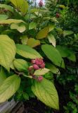 Hydrangea aspera subspecies sargentiana. Часть кроны вегетирующего растения (сорт 'Gold Rush'). Тульская обл., Венёвский р-н, в культуре. 13.07.2026.