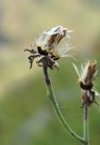Hieracium taigense. Соплодие. Полярный Урал, дол. р. Большой Ханмей, средняя часть склона, каменистая тундра. 17.08.2026.
