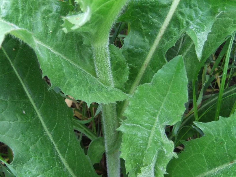 Image of Cichorium intybus specimen.