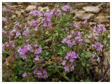 Thymus bashkiriensis. Цветущее растение. Республика Татарстан, заказник \"Чатыр-Тау\", 21.06.2005.