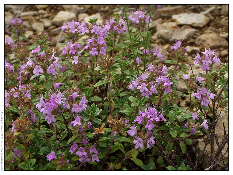 Изображение особи Thymus bashkiriensis.