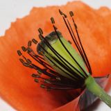 Papaver laevigatum