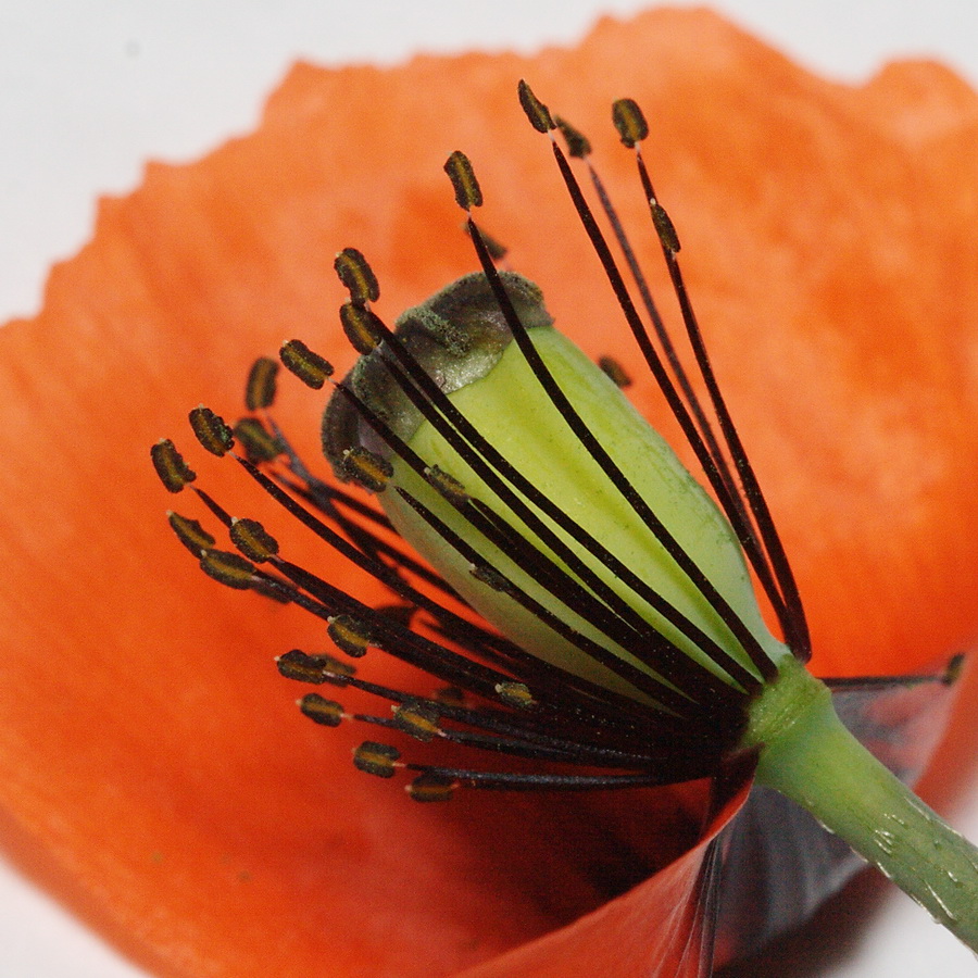 Image of Papaver laevigatum specimen.