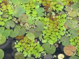 Salvinia natans. Растение в сообществе с водокрасом (крупные круглые листья), ряской, многокоренником и риччиокарпом плавающим (маленькие листочки). Владимирская обл., Гусь-Хрустальный р-н, национальный парк \"Мещёра\", р. Бужа, устьевой участок. 13.08.2009.