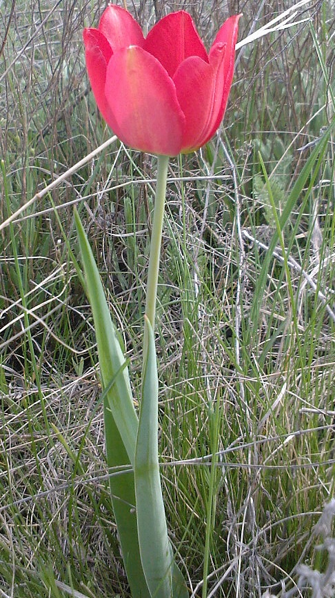 Изображение особи Tulipa suaveolens.