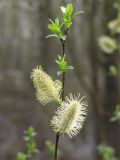 Salix phylicifolia. Ветвь с мужскими соцветиями. Санкт-Петербург, Старый Петергоф, у платформы \"Университет\". 01.08.2008.