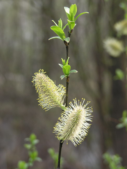 Изображение особи Salix phylicifolia.