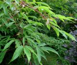 Acer mandshuricum