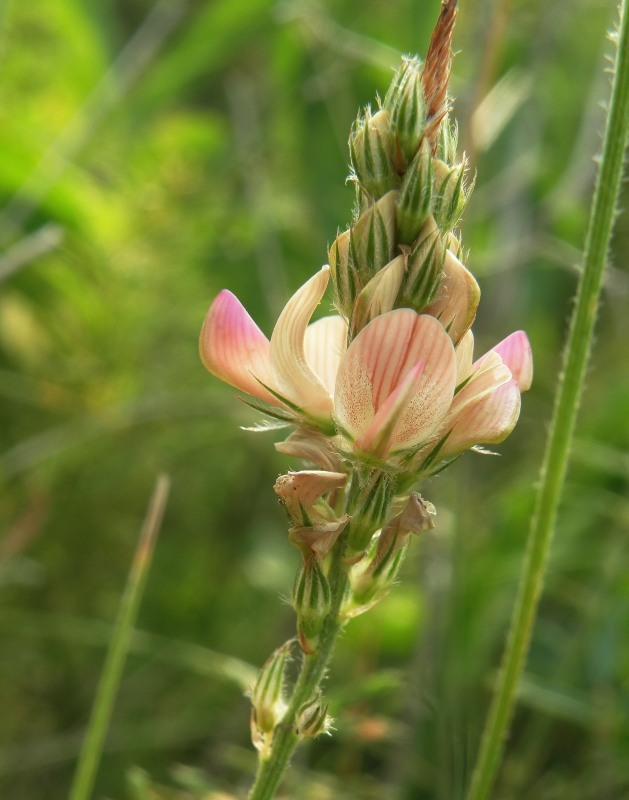 Image of Onobrychis arenaria specimen.