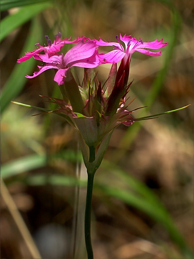 Image of Dianthus capitatus specimen.