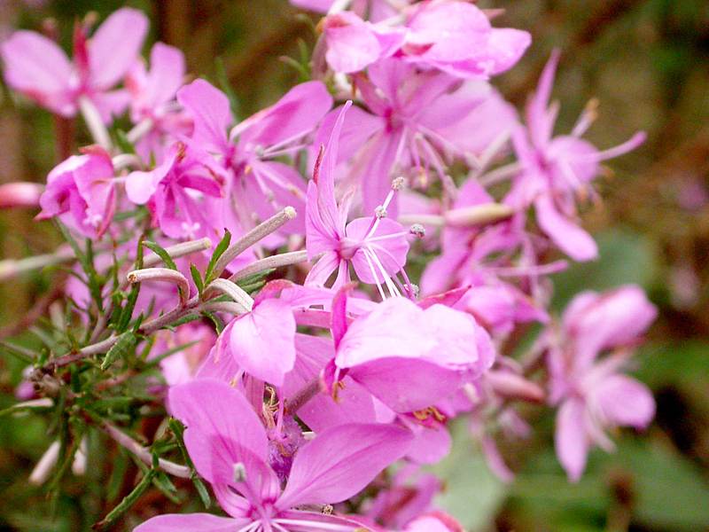 Image of Chamaenerion colchicum specimen.