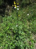 Epilobium parviflorum. Цветущее растение на заболоченном берегу пруда. Украина, Львовская обл., Пустомытовский р-н. 28 июня 2007 г.