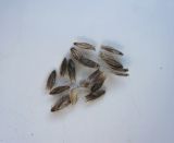 Alopecurus arundinaceus. Плоды. Новосибирская обл., Карасукский р-н, окрестности бывшего с. Баское, берег канала. 13.08.2011.