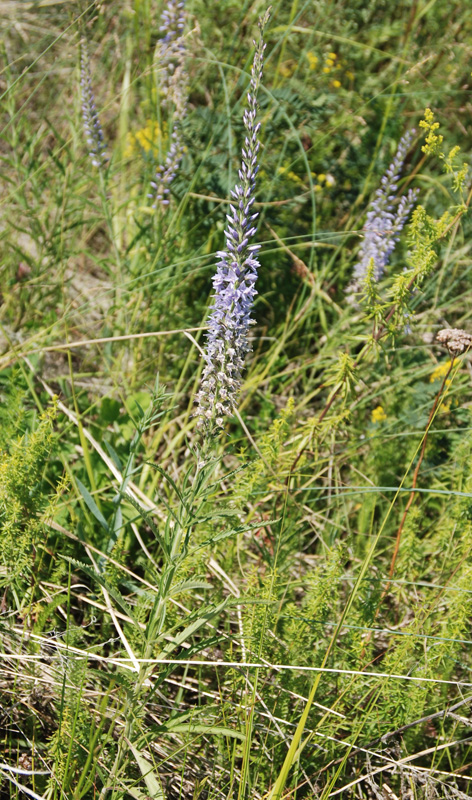 Image of Veronica linariifolia specimen.