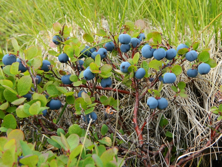 Image of Vaccinium uliginosum ssp. microphyllum specimen.