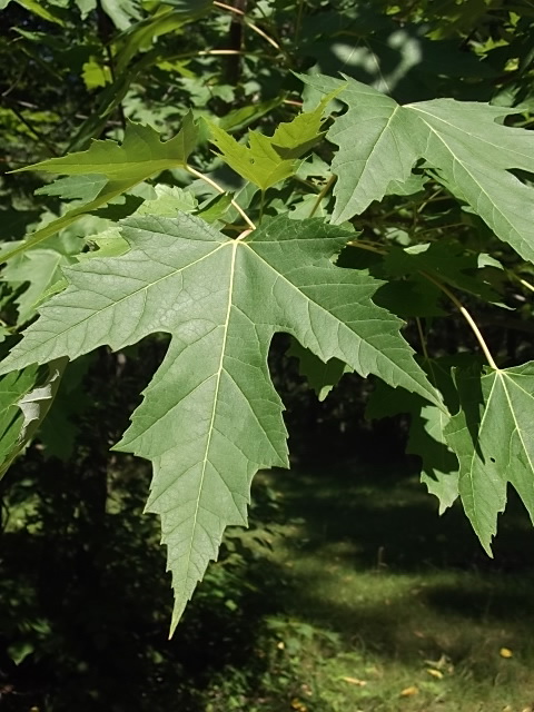 Image of Acer saccharinum specimen.