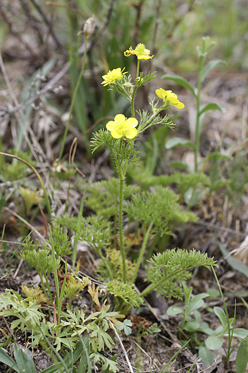 Image of Ranunculus tenuilobus specimen.