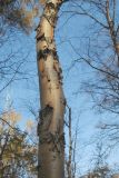 Betula costata. Ствол молодого дерева. Москва, ГБС РАН. 20.10.2011.