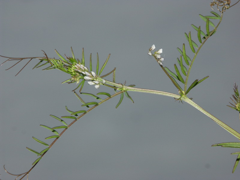 Изображение особи Vicia hirsuta.