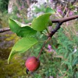 Malus подвид cerasifera