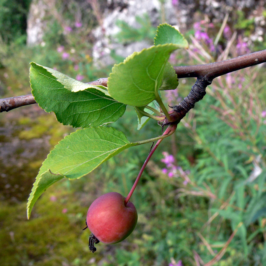 Image of Malus domestica ssp. cerasifera specimen.