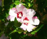 Hibiscus syriacus. Цветки. Черноморское побережье Кавказа, г. Новоросийск, в культуре. Июль 2009 г.