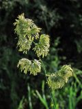 Dactylis glomerata. Соцветие. Смоленская обл., Смоленский р-н, пос. Каспля. 16.06.2011.