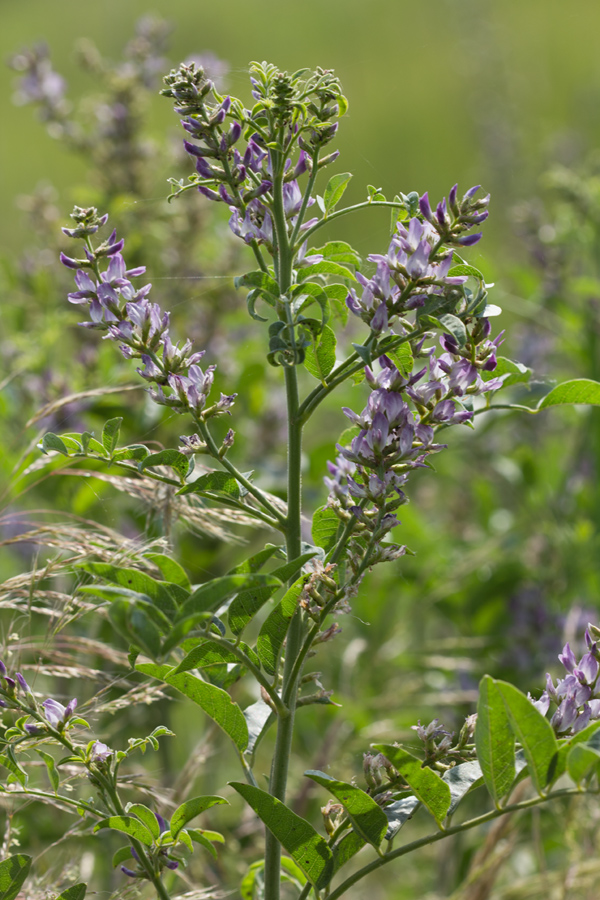 Изображение особи Glycyrrhiza glabra.