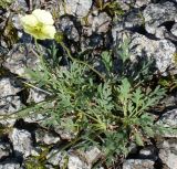 Papaver lapponicum