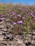 Dianthus pseudarmeria