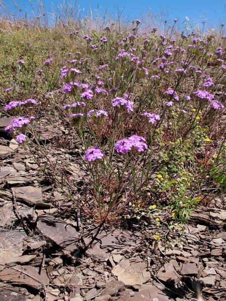 Изображение особи Dianthus pseudarmeria.