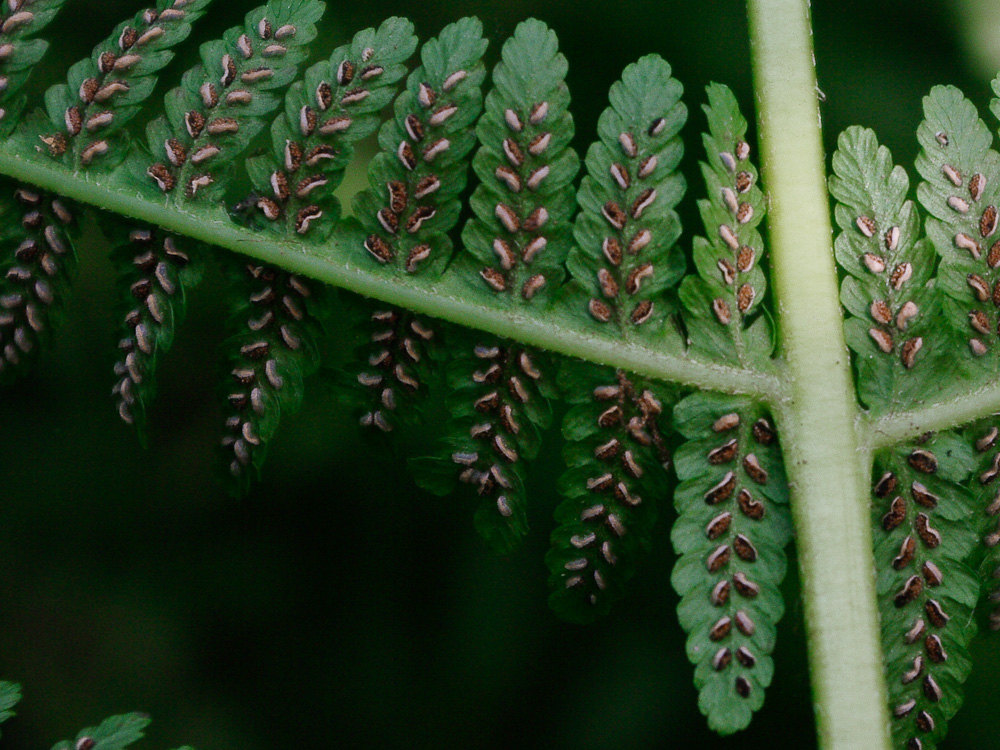 Изображение особи Lunathyrium pterorachis.