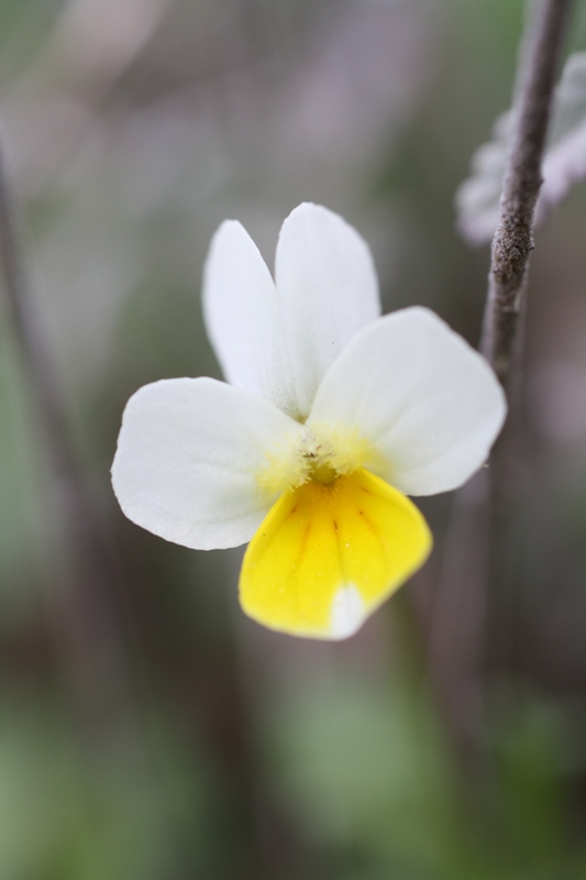 Изображение особи Viola arvensis.