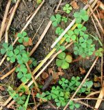 Marsilea quadrifolia. Группа растений. Астраханская обл., Камызякский р-н, берег р. Гандурино у переправы возле с. Образцово-Травино. 17.08.2011.