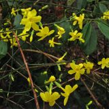 Jasminum nudiflorum