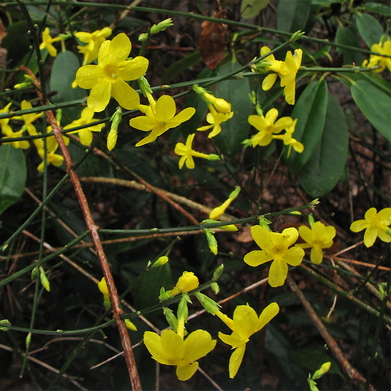 Image of Jasminum nudiflorum specimen.