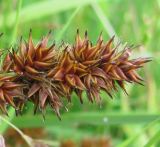 Carex vulpina