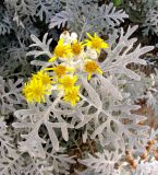 Senecio cineraria