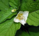 Alkekengi officinarum. Цветок. Московская обл., дачный участок. 13.08.2008.