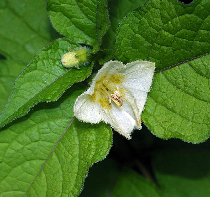 Image of Alkekengi officinarum specimen.