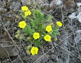 Potentilla depressa