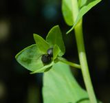 Cerinthe minor. Плоды. Украина, Донецкая обл., Артёмовский р-н, окр. с. Дроновка. 20.05.2012.