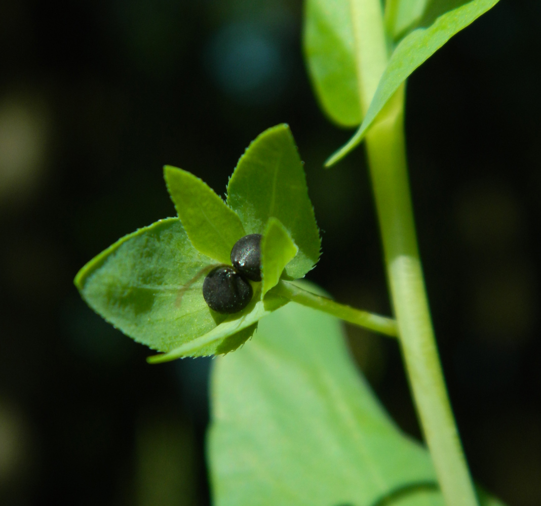 Изображение особи Cerinthe minor.