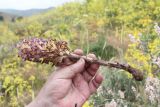 Orobanche gigantea