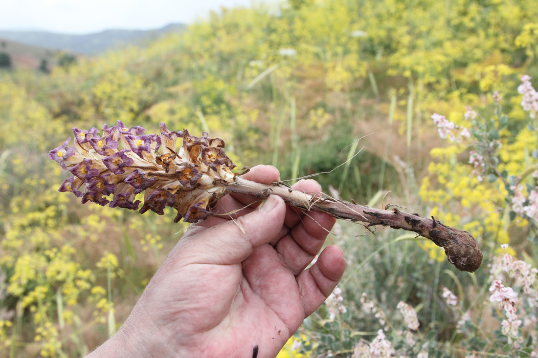 Изображение особи Orobanche gigantea.